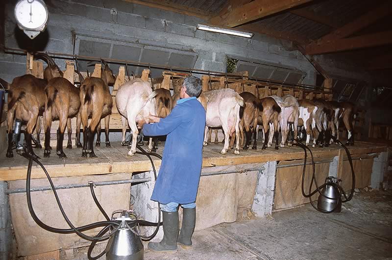 PICODON AOP_traite des chèvres__drome ardeche