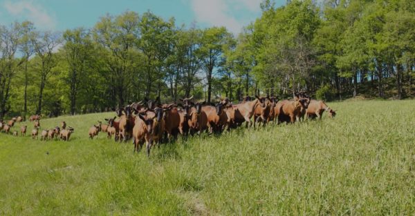 Syndicat Picodon-roles-missions-chèvres en paturage-Drôme Ardèche-Picodon AOP