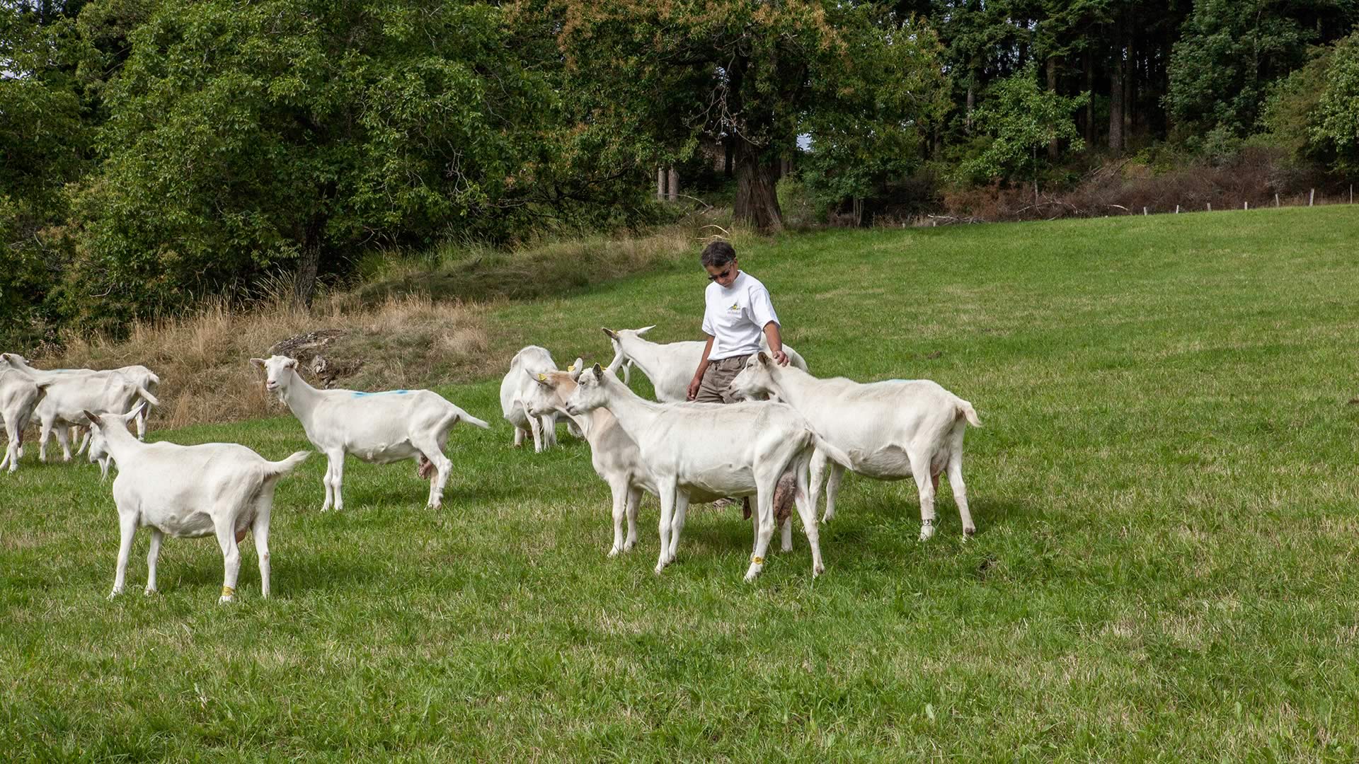 Picodon AOP-fromage de chèvre-paturage-Drôme Ardèche