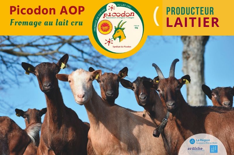 Laitier Appellation d’Origine Protégée - Picodon - AOP - Drôme - Ardèche - France - Lait cru- chèvre