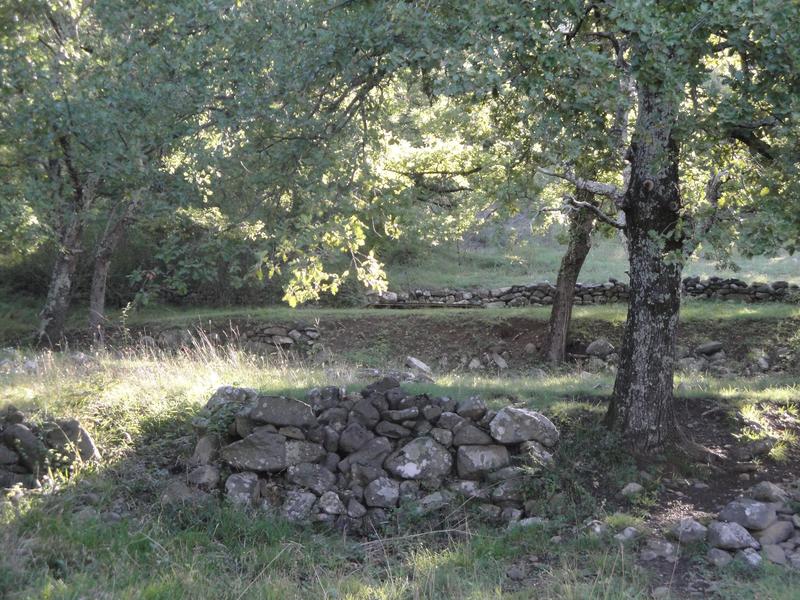 picodon-fermier-pâturage- fromage-de-chèvre- Ardèche-lous-cabris-di-coyron