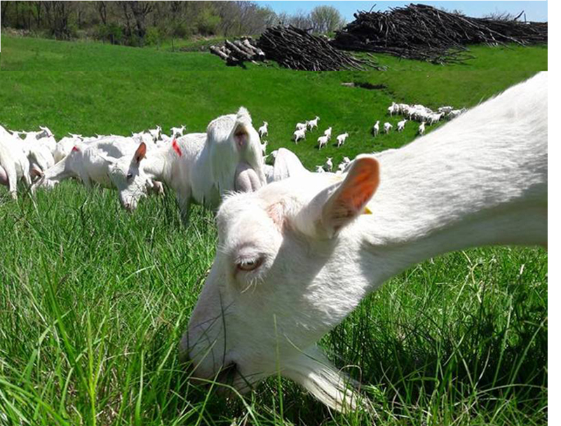 Appellation d’Origine Protégée - Picodon - AOP - Drôme - Baratons France - Fromage - chèvre