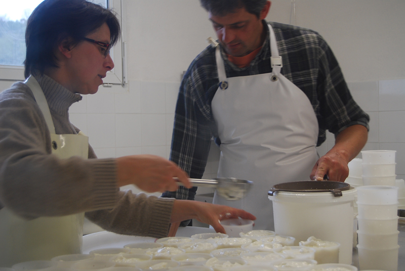 Appellation d’Origine Protégée - Picodon - AOP - Drôme - Saoû - France - Fromage - chèvre